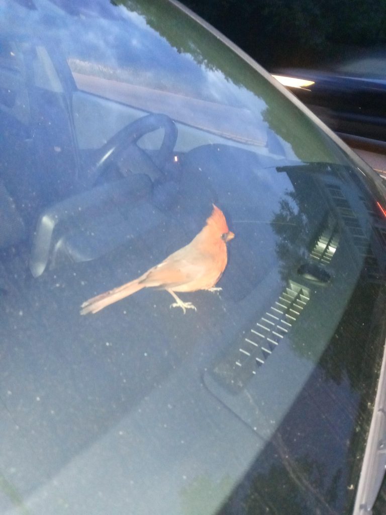 What Does It Mean When a Bird Hits Your Windshield