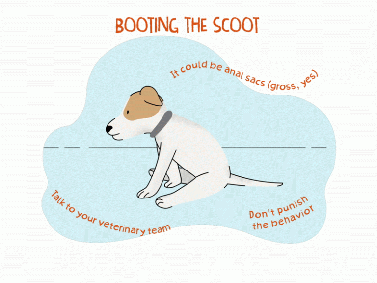 When Should I Worry About Dog Scooting