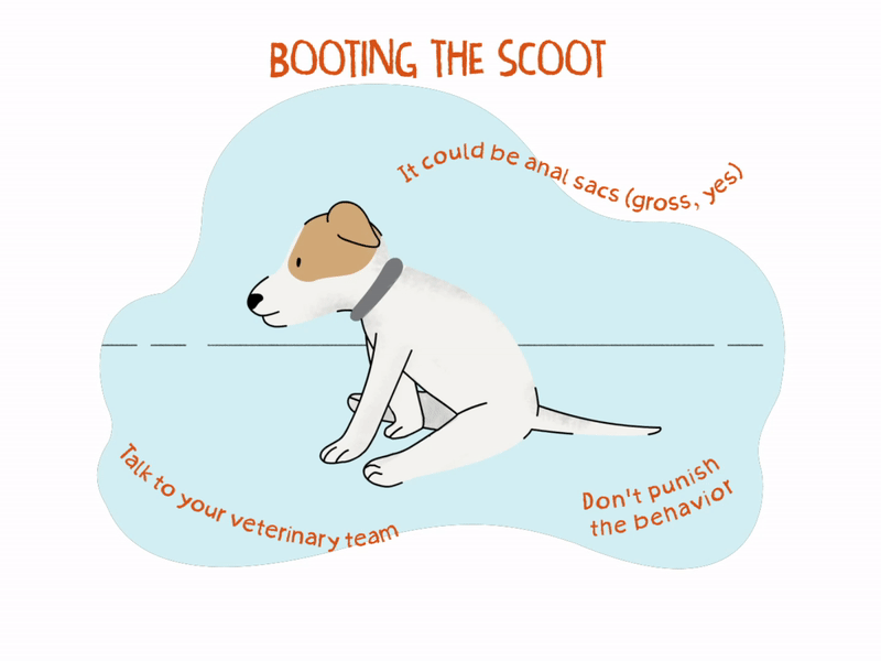 When Should I Worry About Dog Scooting